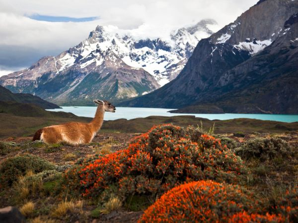 Guanaco a Torres del Paine