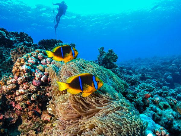 Snorkeling in paradisi incontaminati