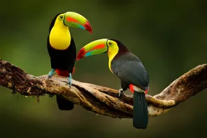 toucan-seduto-sul-ramo-nella-foresta-costa-rica-cosa-vedere-in-costa-rica