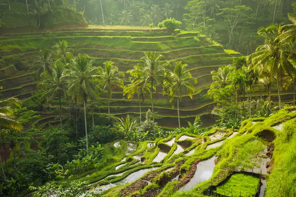 bali-indonesia-la-terra-verde-palme-e-colori-accesi
