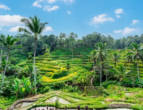Vacanza autentica a Bali in agosto: tra giungle private, spa sospese e templi lontani