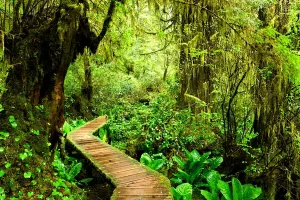 foresta-verde-sentiero-canada