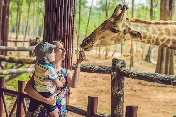 mamma-e-bambino-sfamano-una-giraffica-sudafrica