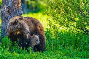 parco-nazionale-di-banff-in-alberta-canada.