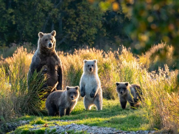 cuccioli d’orso