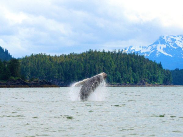 balena in Alaska