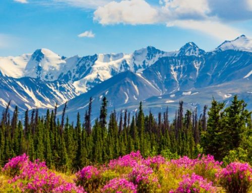 Crociera in Alaska: dove l’aurora danza e la natura si racconta