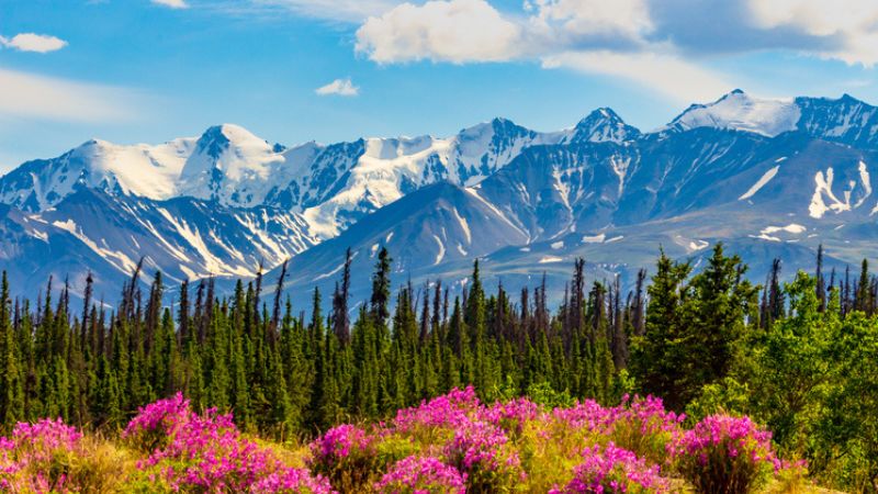 Crociera in Alaska: dove l’aurora danza e la natura si racconta