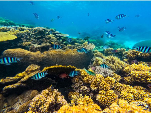 snorkeling