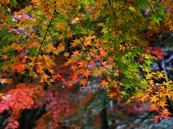 momiji foglie
