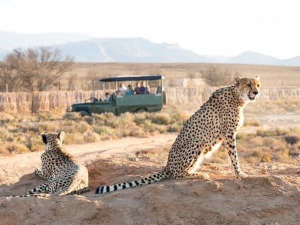 safari sudafrica