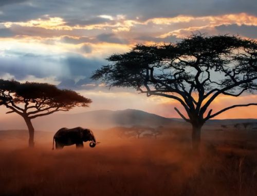 Tanzania d’élite: Serengeti e Zanzibar in lodge da sogno