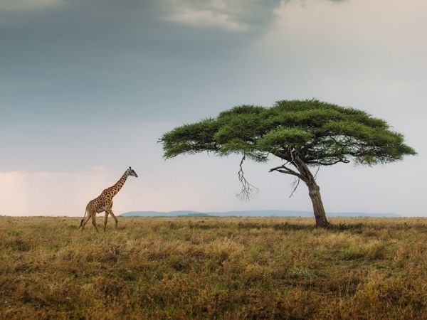 Parco Nazionale del Serengeti