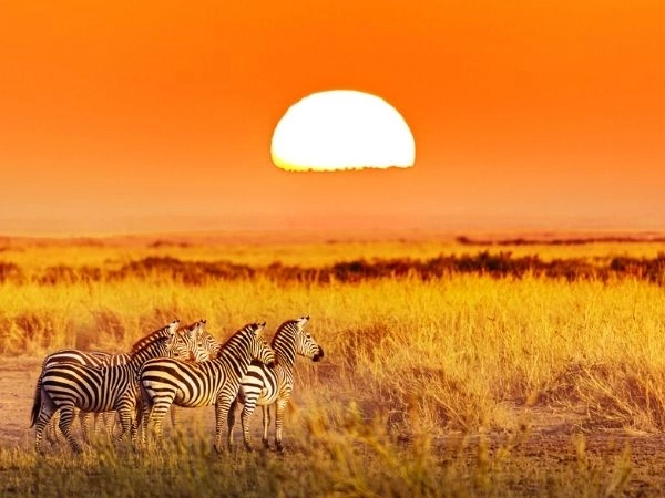 Safari Lodge Serengeti