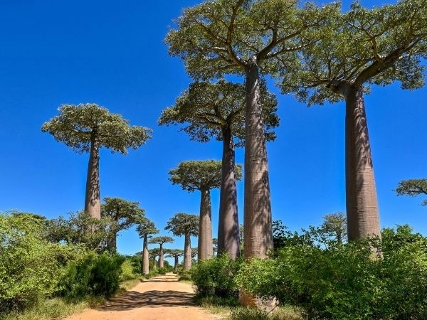 Madagascar