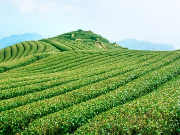 tè in Giappone