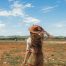 Sudafrica safari