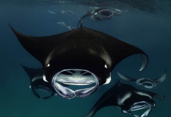 Le-mante-di-Hanifaru-Bay-nell-atollo-di-Baa