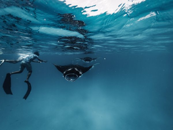 Ottobre-alle-Maldive-e-uno-dei-momenti-migliori-per-l'avvistamento-delle-mante