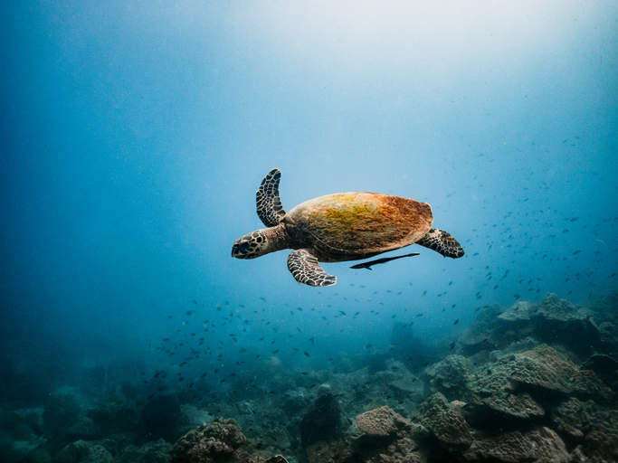 Una-tartaruga-nuota-pacifica-nei-mari-delle-Maldive-difendere-il-suo-habitat-e-ormai-imperativo