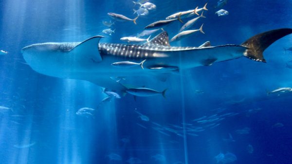 in-ottobre-alle-Maldive-ci-sono-maggiori-possibilita-di-avvistamento-degli-squali-balena