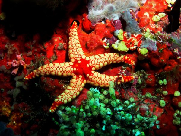 l'ecosistema-delle-Maldive-è-delicato-e-sotto-stress-per-l'afflusso-di-turisti